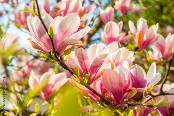 Fototapeta Różowy kwiat drzewa magnolii przeciw błękitne niebo