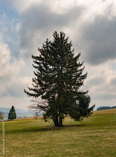 Obraz tree on the field