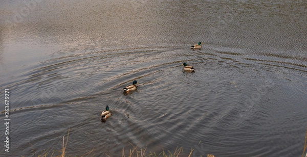 Obraz ducks
