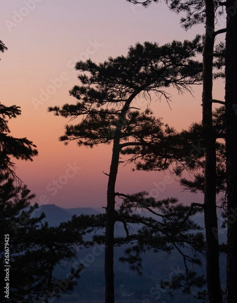 Obraz tree in the forest 