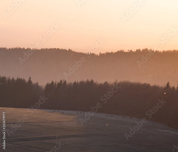 Obraz deers on the field 