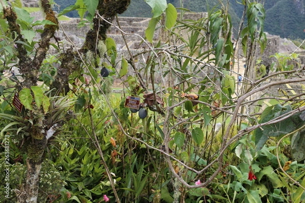 Obraz マチュピチュ　植物園
