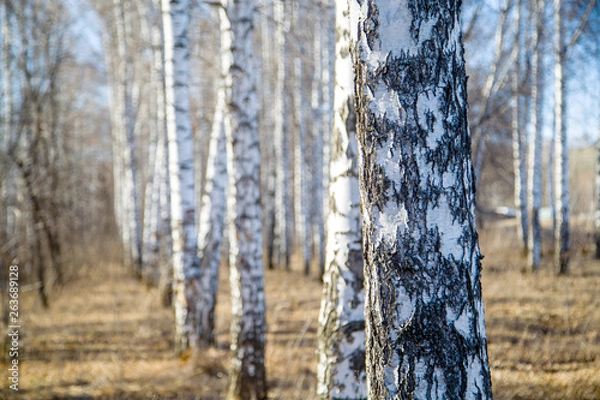 Fototapeta A row of birch trees in the forest