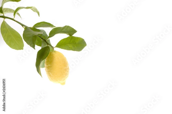 Obraz lemon growing on tree