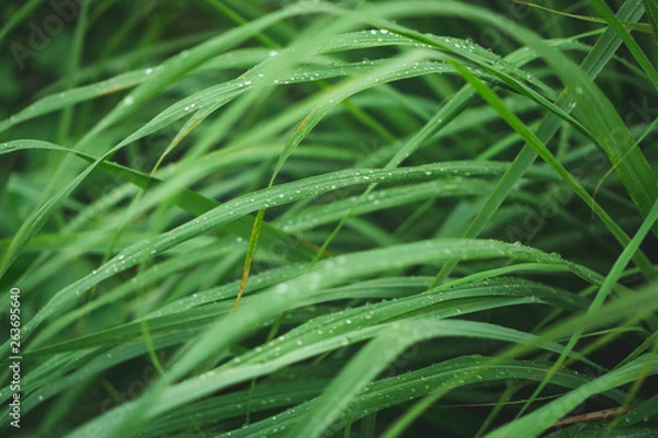 Obraz lemongrass in sufficient economy garden