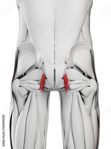 Obraz 3d rendered medically accurate illustration of the sacrotuberous ligament