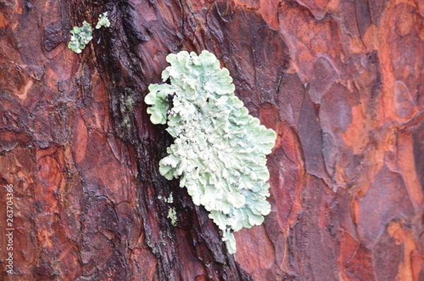 Obraz Lichen Isolated on Tree Bark (Punctelia Rudecta)