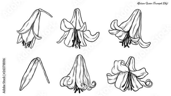Fototapeta Set of Lily vector by hand drawing.Beautiful flower on white background.Trumpet Lily vector art highly detailed in line art style.Flower tattoo for paint or pattern.