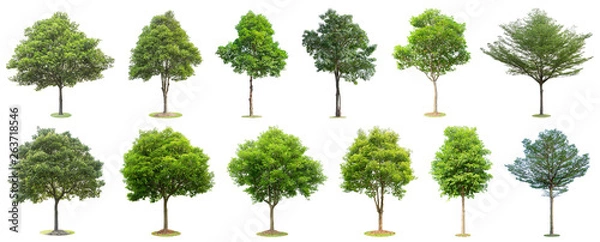 Obraz The collection of trees isolated on white background. Beautiful and robust trees are growing in the forest, garden or park.