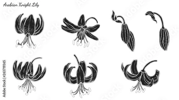 Fototapeta Set of Lily vector by hand drawing.Beautiful flower on white background.Black Beauty art highly detailed in line art style.Martagon Lily tattoo for paint or pattern.