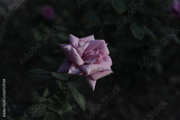 Fototapeta SOL SOBRE ROSA