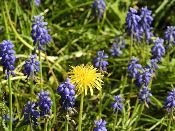 Fototapeta Blaue Traubenhyazinthen