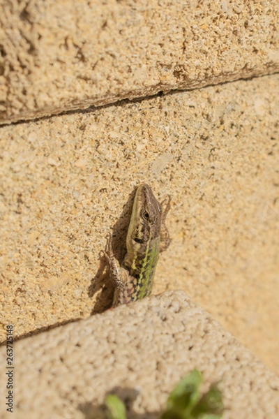 Fototapeta Lucertola