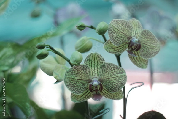 Fototapeta ORQUIDEA 3