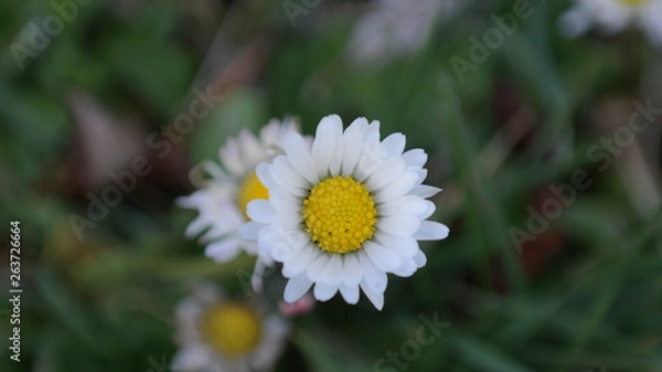 Obraz Gänseblümchen