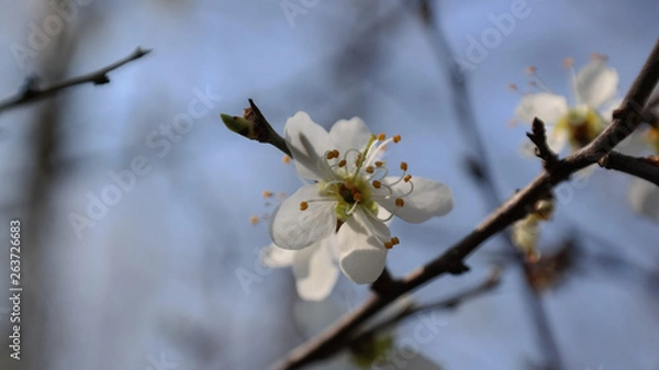 Obraz Kirsche Knospe