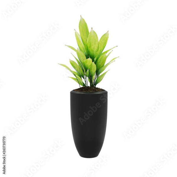 Obraz Decorative Cast iron plant planted in ceramic pot isolated on white background. 3D Rendering, Illustration.