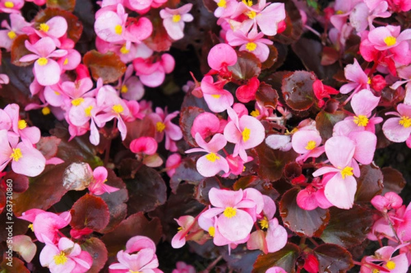 Fototapeta Begonia semperflorens różowe kwiaty
