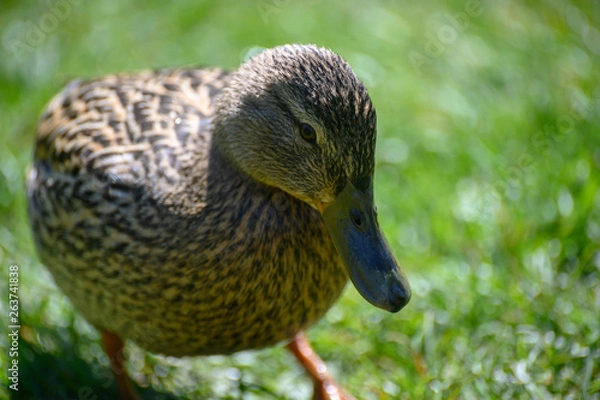 Fototapeta Stockente