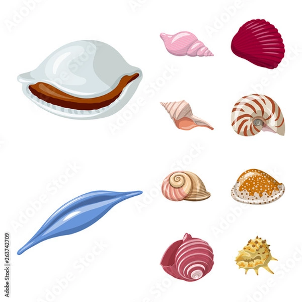 Fototapeta Vector illustration of seashell and mollusk symbol. Set of seashell and seafood  stock vector illustration.