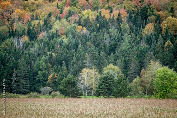 Obraz Quebec valley and hillside in fall