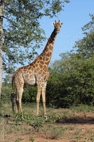 Fototapeta Giraffe / Giraffe / Giraffa Camelopardalis
