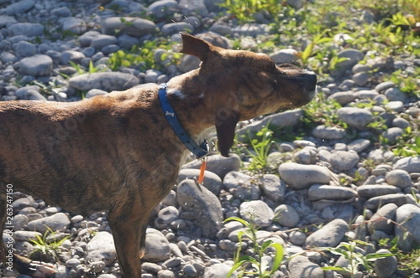 Fototapeta Perro Mojado