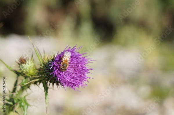 Fototapeta Abeja trabajando
