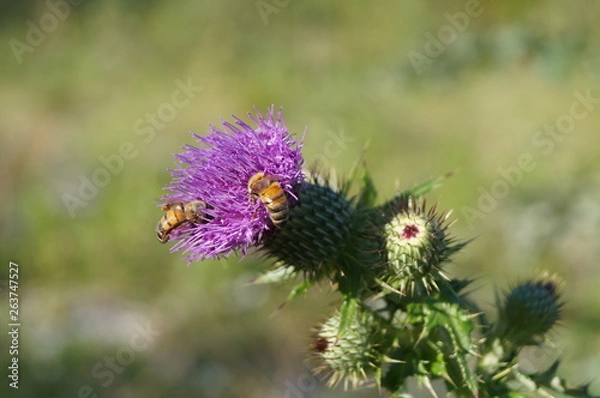 Fototapeta Compañeras