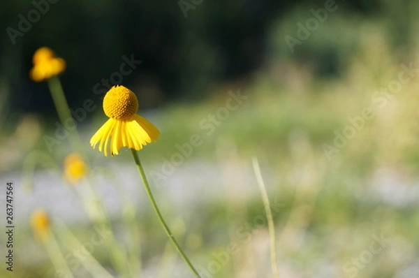 Fototapeta Flor Amarilla
