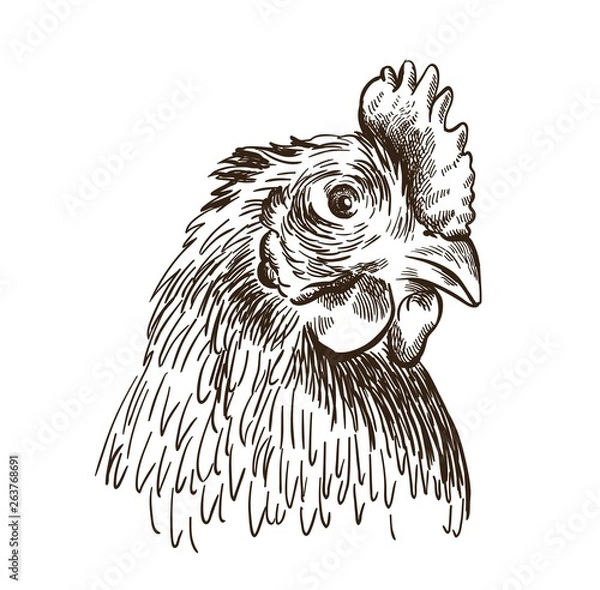 Fototapeta the head of a chicken. vector sketch on white