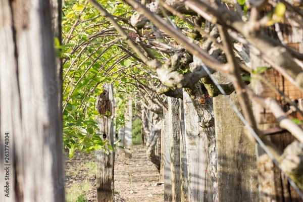 Obraz branches d'arbres fruitiers