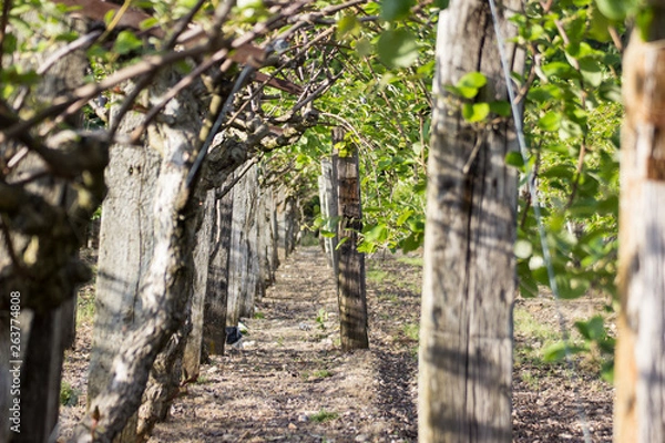 Obraz Rangée d'arbres fruitiers