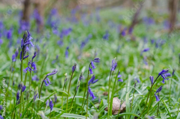 Fototapeta Blue bells flowering in April 2019 in Champsill Coppice near the village of Worsfield in Shropshire, Rngland, UK