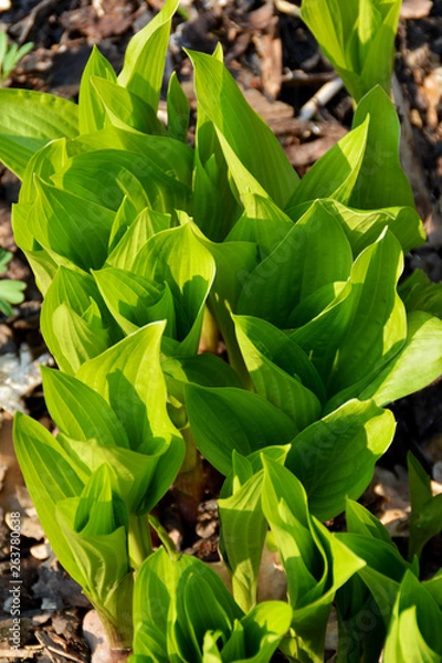 Obraz Funkie, Hosta