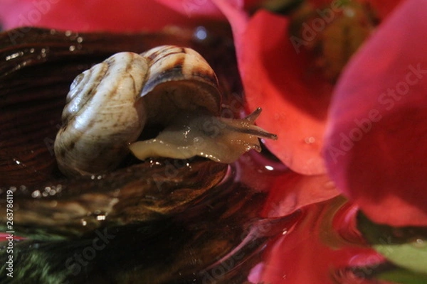 Fototapeta crab on a shell