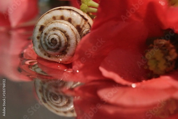 Fototapeta red rose and ring