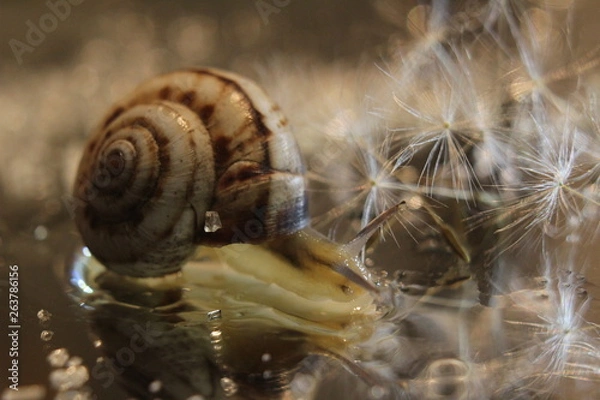 Fototapeta snail on tree