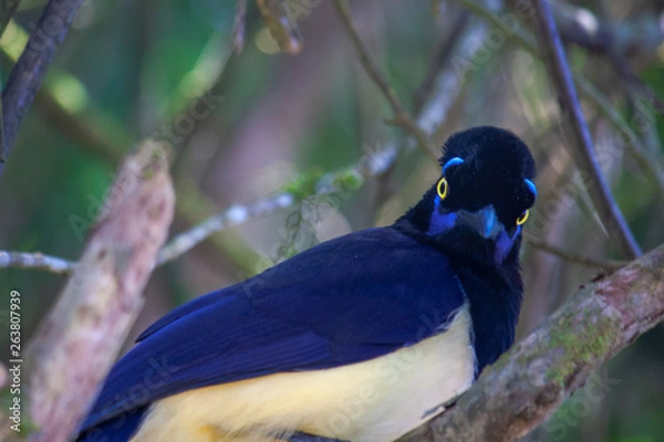 Fototapeta  Plush-crested Jay