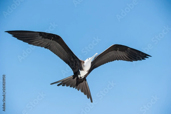 Obraz Wandering albatross closeup