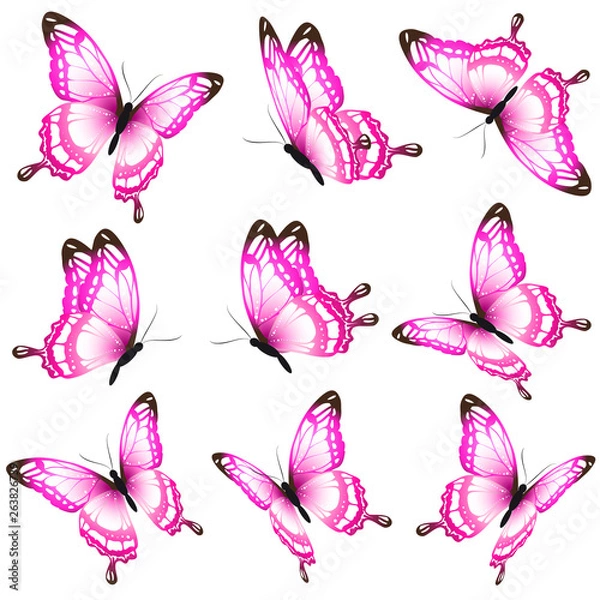 Obraz beautiful pink butterflies, isolated  on a white