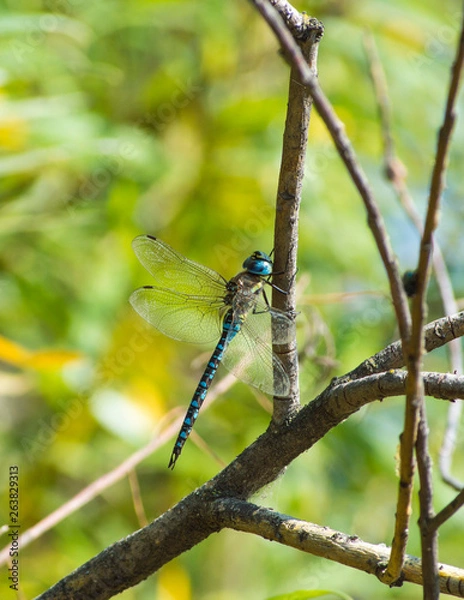 Obraz dragonfly on a twig