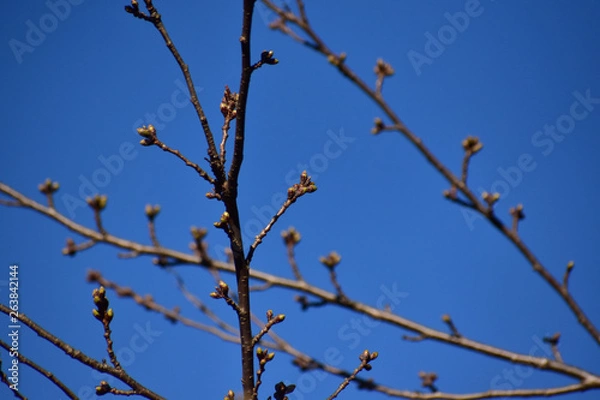 Fototapeta 桜の固いつぼみと青空