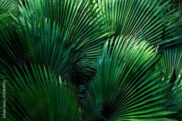 Fototapeta tropical leaf texture background