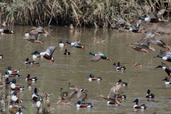 Obraz Flock Of Northern Shovlers 