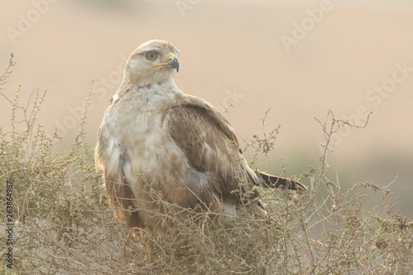 Fototapeta Posing Long Legged Buzzard 