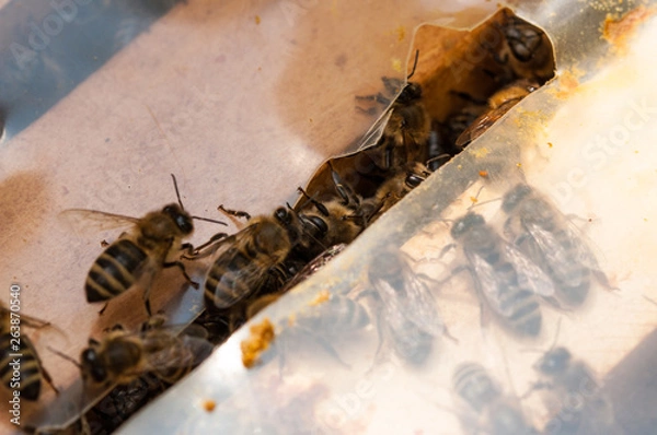 Fototapeta Bees in hive.Apiary.Macro.Insect