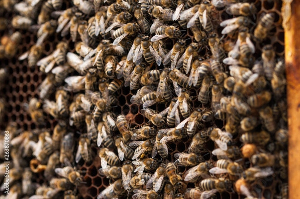 Obraz Bees in hive.Apiary.Macro.Insect