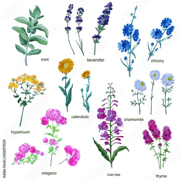 Fototapeta Set of watercolor useful herbs for tea isolated on white background.