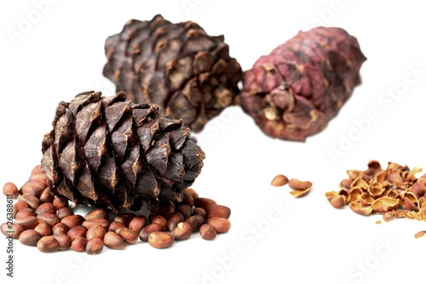 Fototapeta pine cone on a white background. isolated object